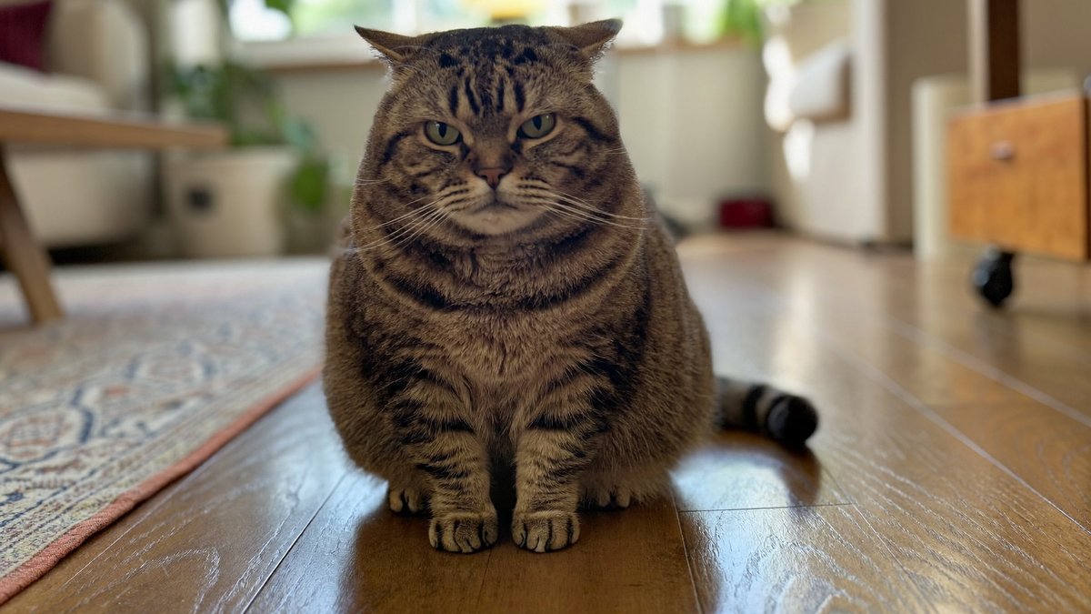 &Uuml;bergewichtige Katze sitzt auf dem Boden und schaut hoch