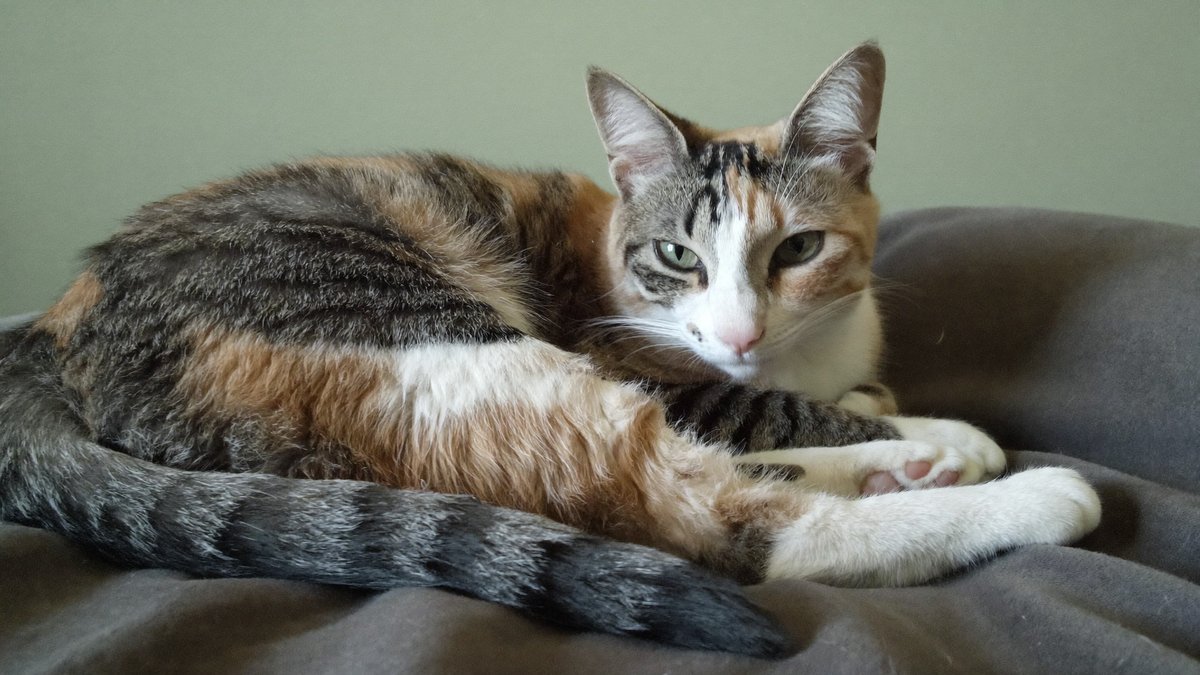 Katze liegt zusammengerollt auf einer Decke und wirkt etwas schlapp