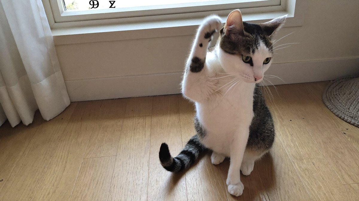 Katze kratzt sich mit der Hinterpfote hinter dem Ohr