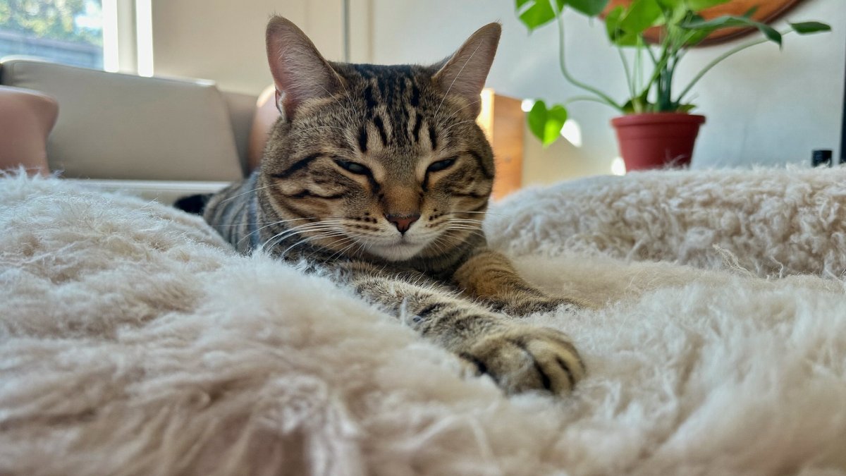 Katze macht Milchtritt auf einer weichen Decke &mdash; treteln mit den Vorderpfoten