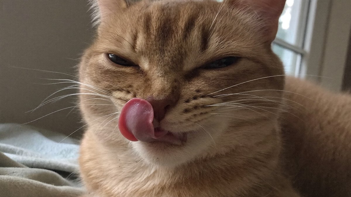 Katze niest mit zusammengekniffenen Augen und ger&uuml;mpfter Nase