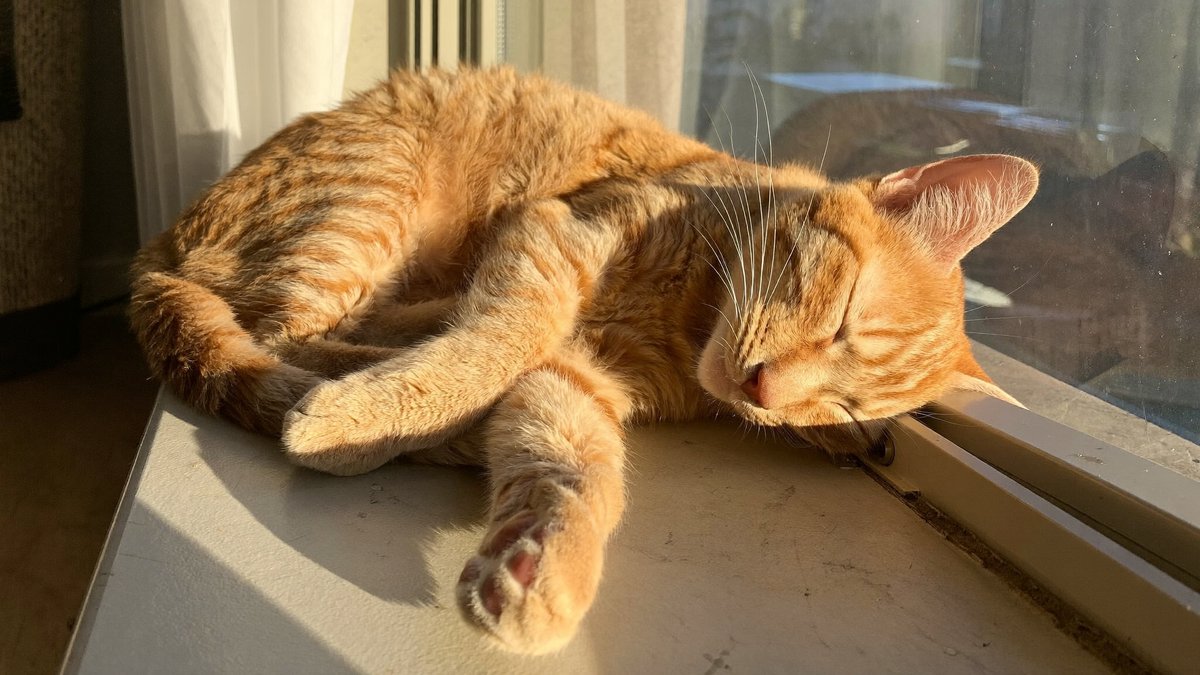 Katze schl&auml;ft zusammengerollt im warmen Sonnenlicht auf der Fensterbank