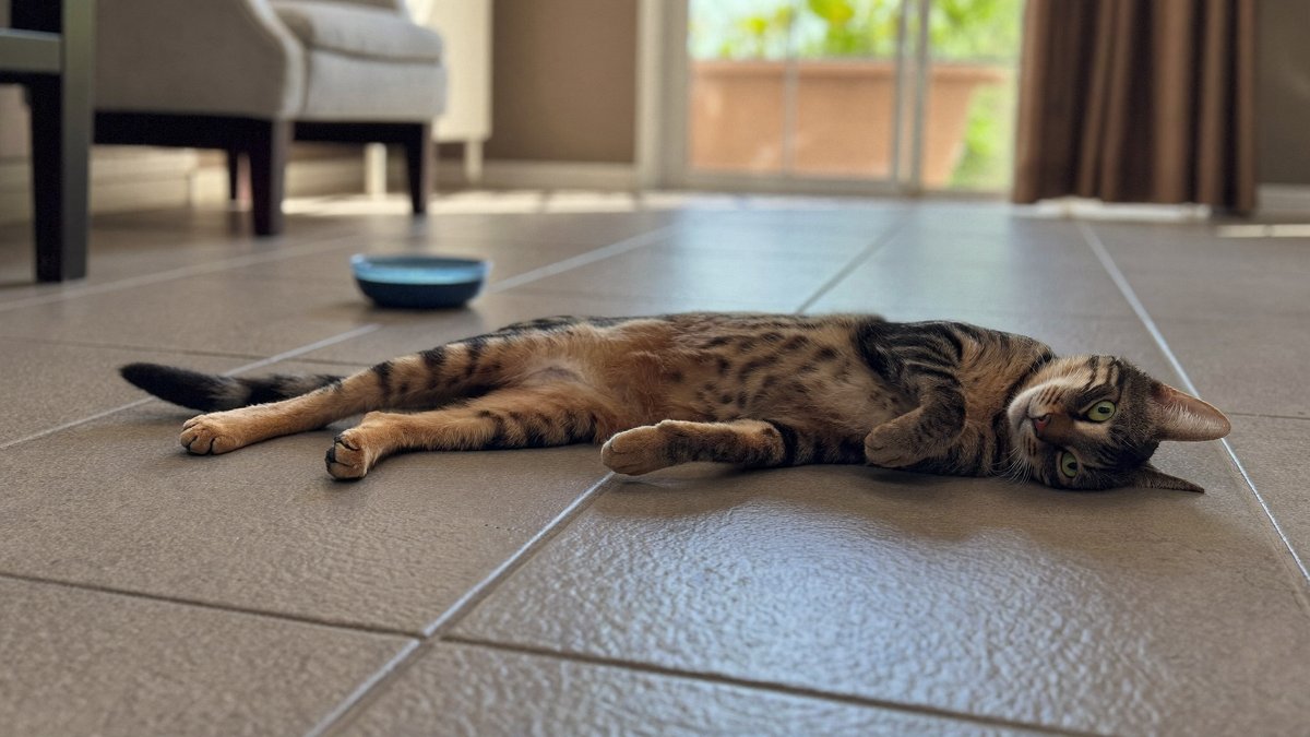 Katze liegt ausgestreckt auf k&uuml;hlen Fliesen, um sich im Sommer abzuk&uuml;hlen