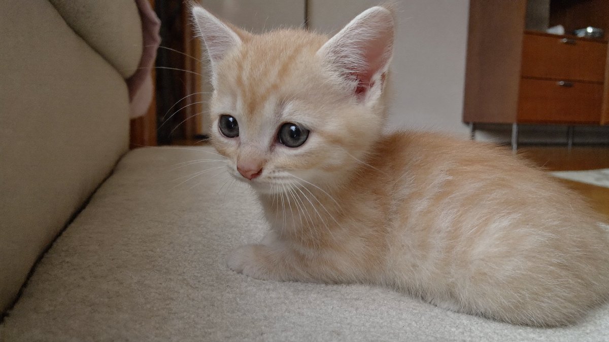 Kleines Kitten erkundet vorsichtig ein gem&uuml;tliches Wohnzimmer