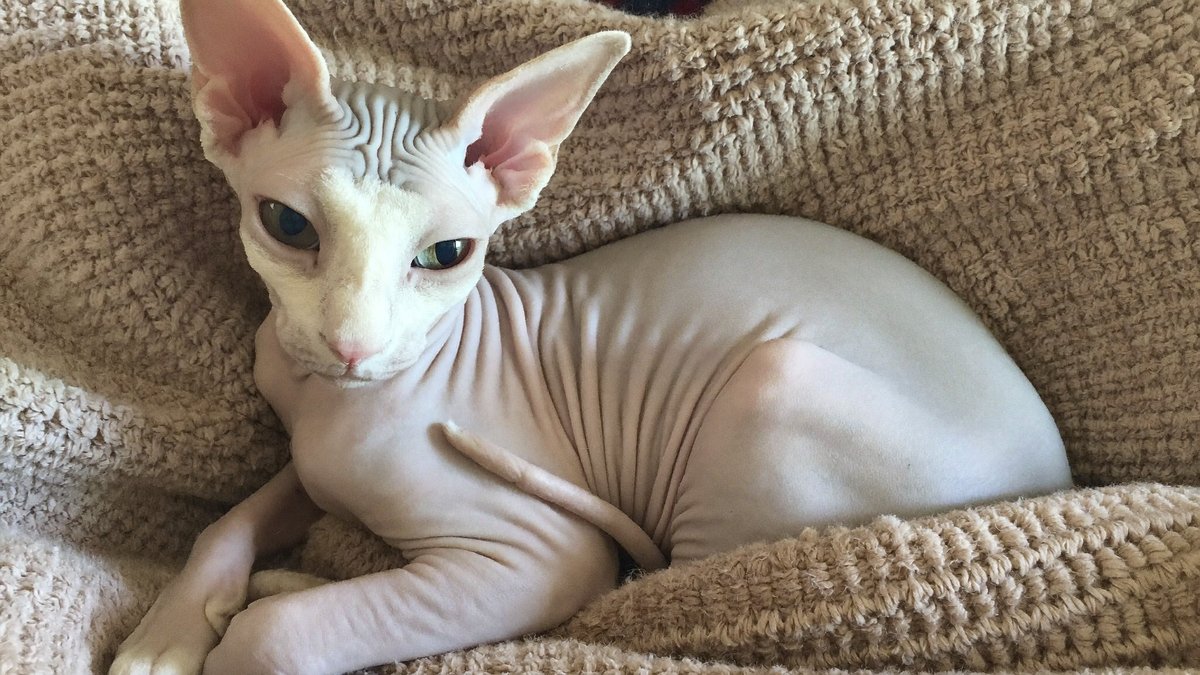 Haarlose Sphynx Katze in eine weiche Decke geh&uuml;llt