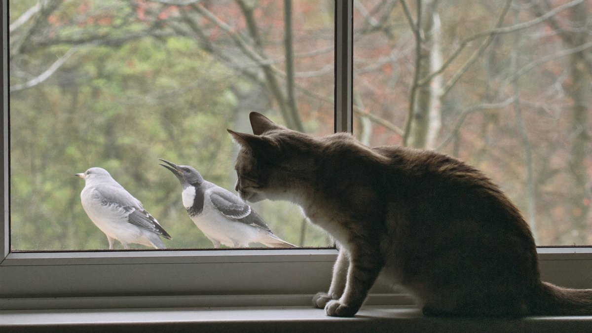 Katze sitzt am Fensterbrett und beobachtet aufmerksam V&ouml;gel drau&szlig;en