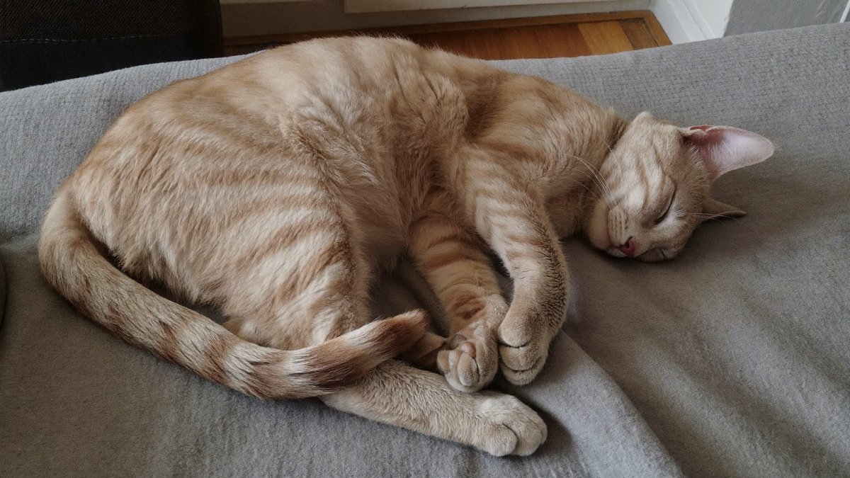 Kranke Katze ruht sich erholend auf einer weichen Decke aus
