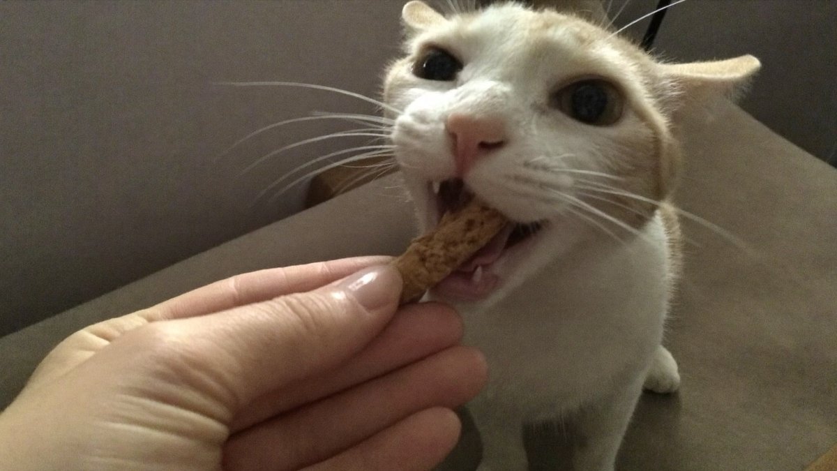 Katze bekommt eine Wurmkur-Tablette in einem Leckerli versteckt
