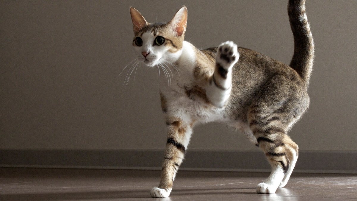 Katze zeigt mit angelegten Ohren und gekr&uuml;mmtem R&uuml;cken deutliche Abwehr-K&ouml;rpersprache