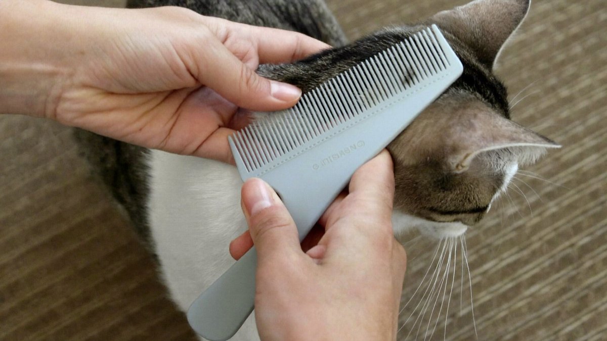 Katze wird mit einem Flohkamm auf Fl&ouml;he kontrolliert