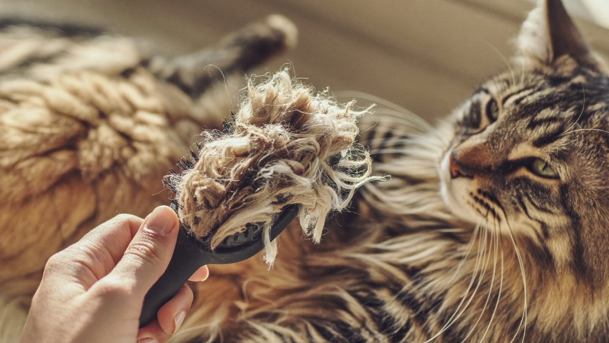 Lose Katzenhaare werden mit einer B&uuml;rste aus dem Fell entfernt
