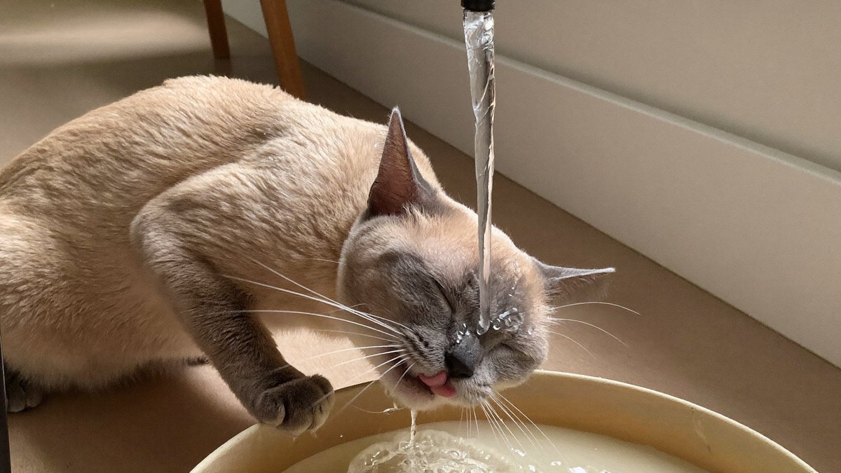 Katze trinkt frisches Wasser aus einem Trinkbrunnen im Sommer