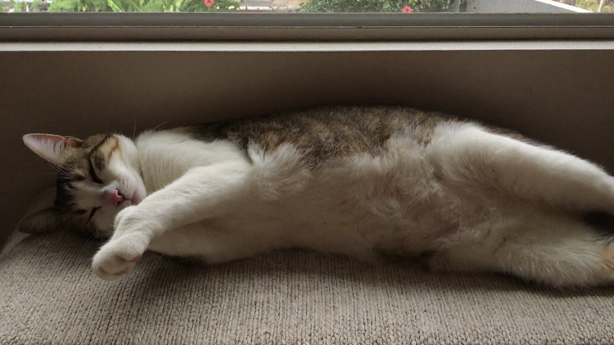 Katze erholt sich nach der Kastration ruhig auf einer Decke