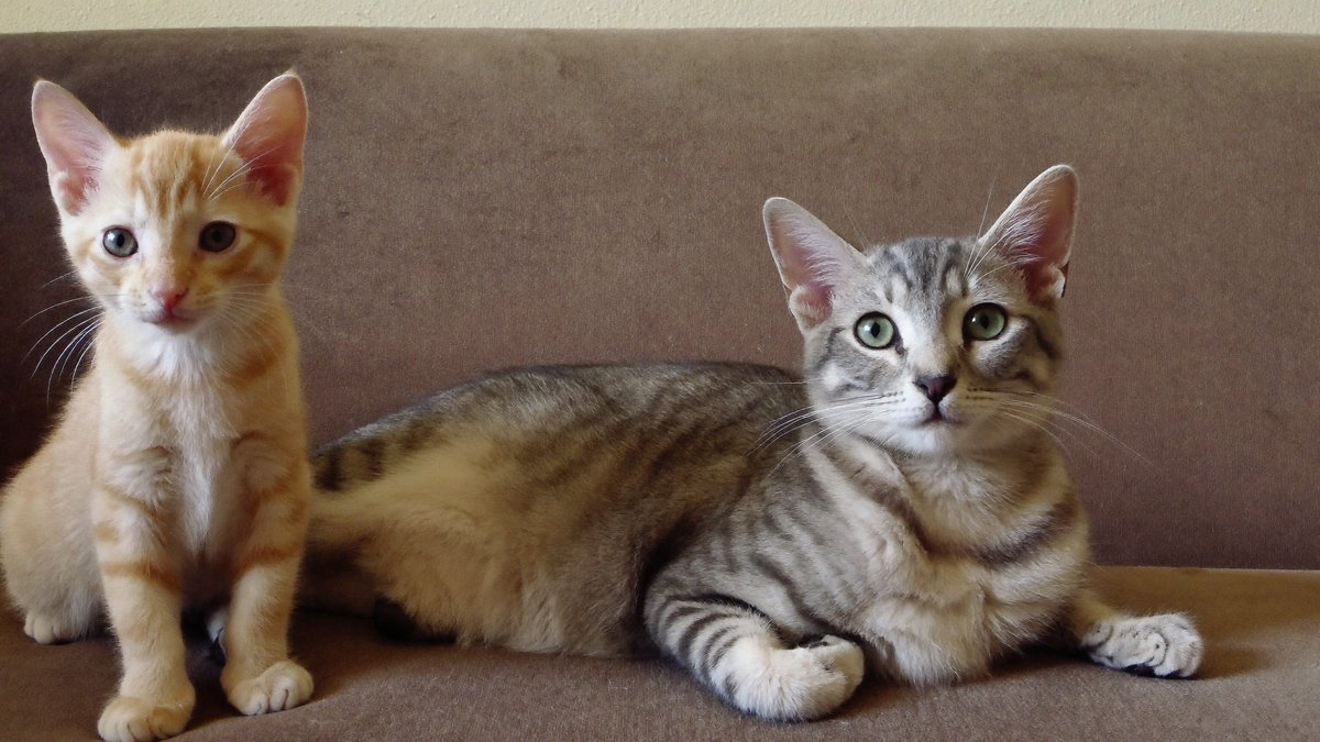 Eine junge und eine &auml;ltere Katze nebeneinander &mdash; verschiedene Lebensphasen