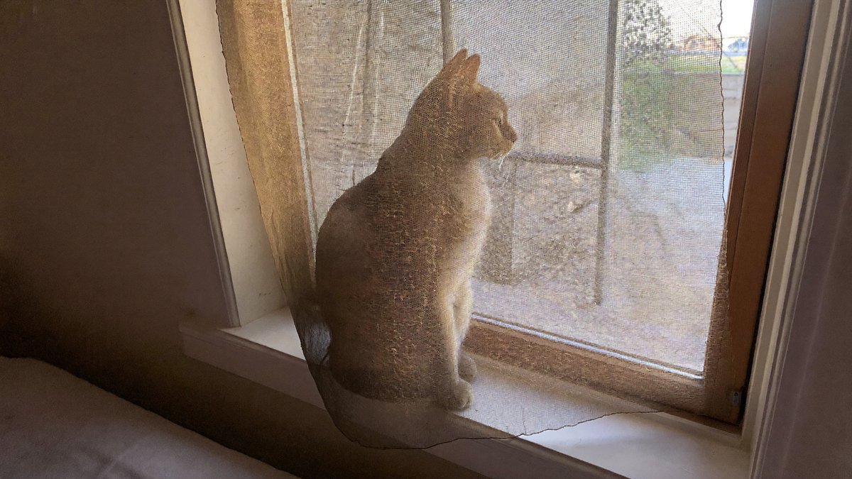 Katze sitzt sicher hinter einem Schutznetz am Fenster