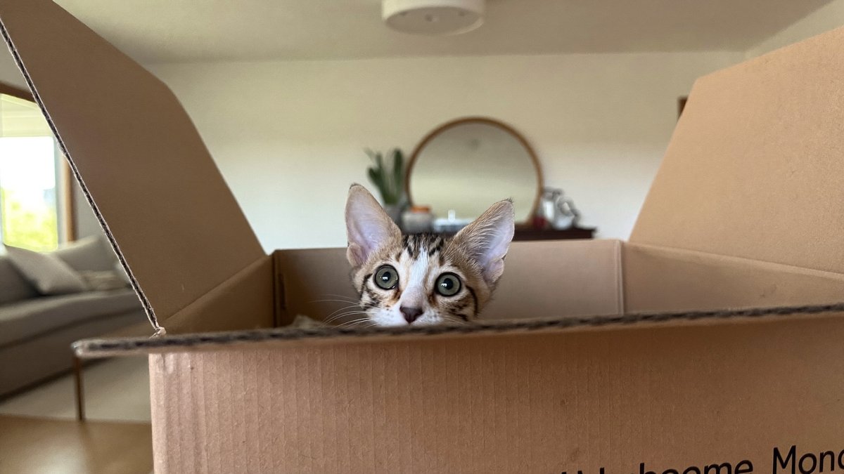 Kitten lugt neugierig aus einem gem&uuml;tlichen Versteck hervor