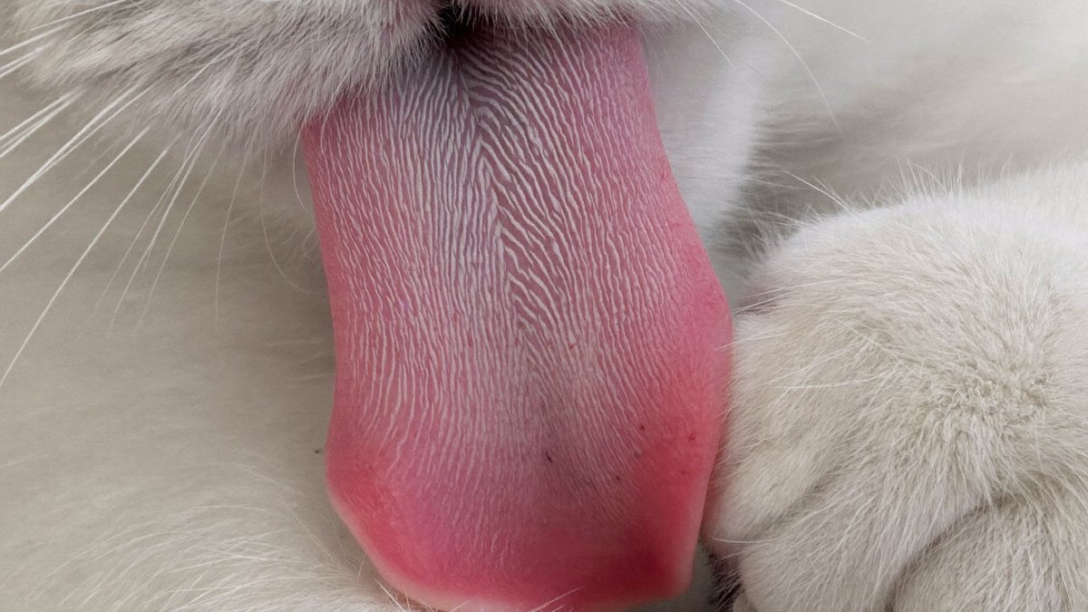 Nahaufnahme der rauen Zunge einer Katze beim Lecken