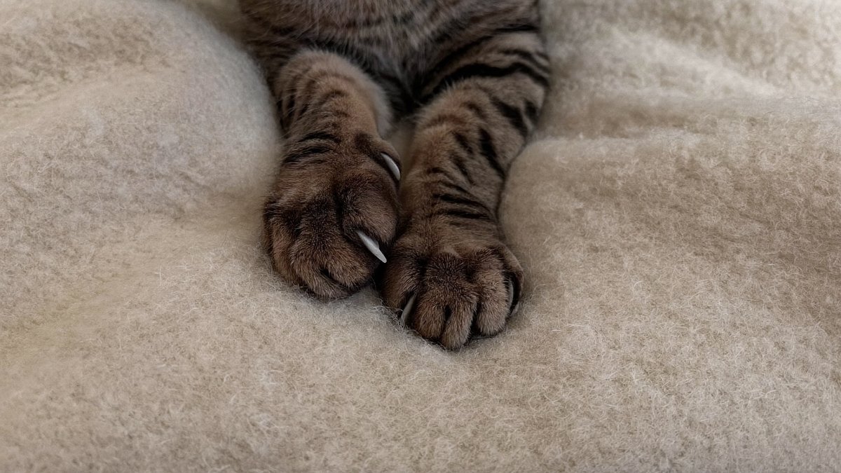 Getigerte Katze tretelt mit den Pfoten auf einer dicken Wolldecke