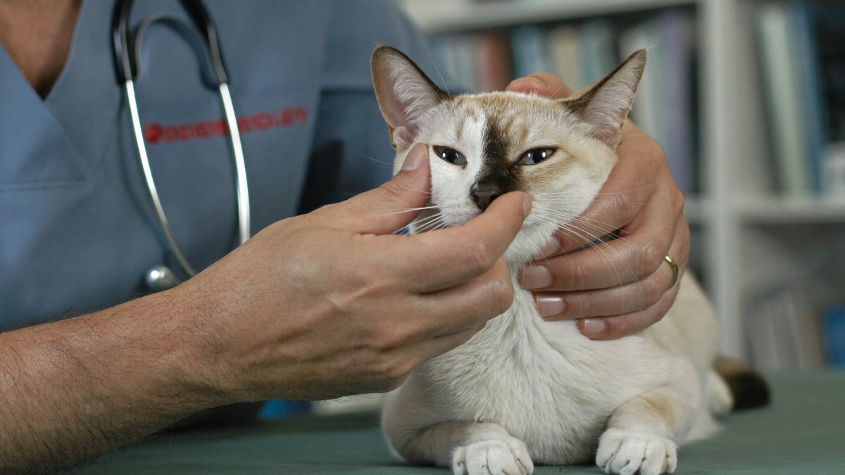 Katze wird beim Tierarzt an Nase und Augen untersucht