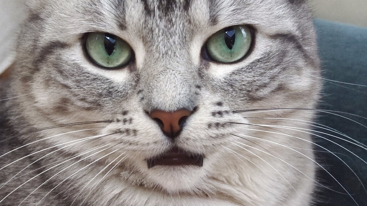 Russisch Blau Katze mit gr&uuml;nen Augen im Detailportr&auml;t