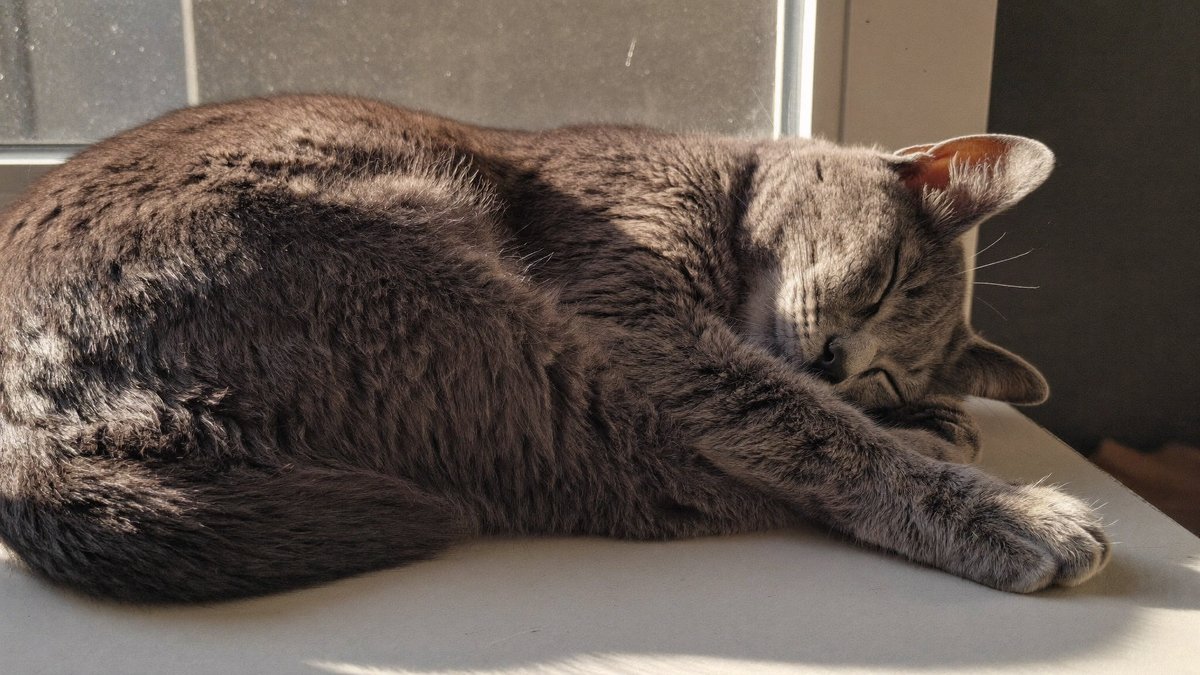 Katze d&ouml;st zusammengerollt auf einer sonnigen Fensterbank