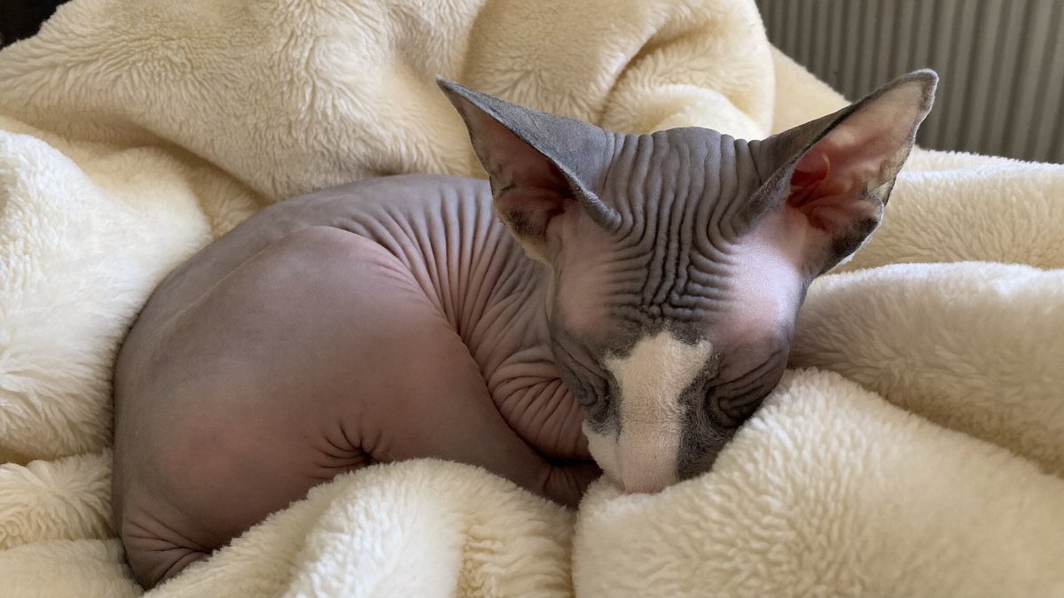 Sphynx Katze kuschelt sich w&auml;rmesuchend in eine Decke