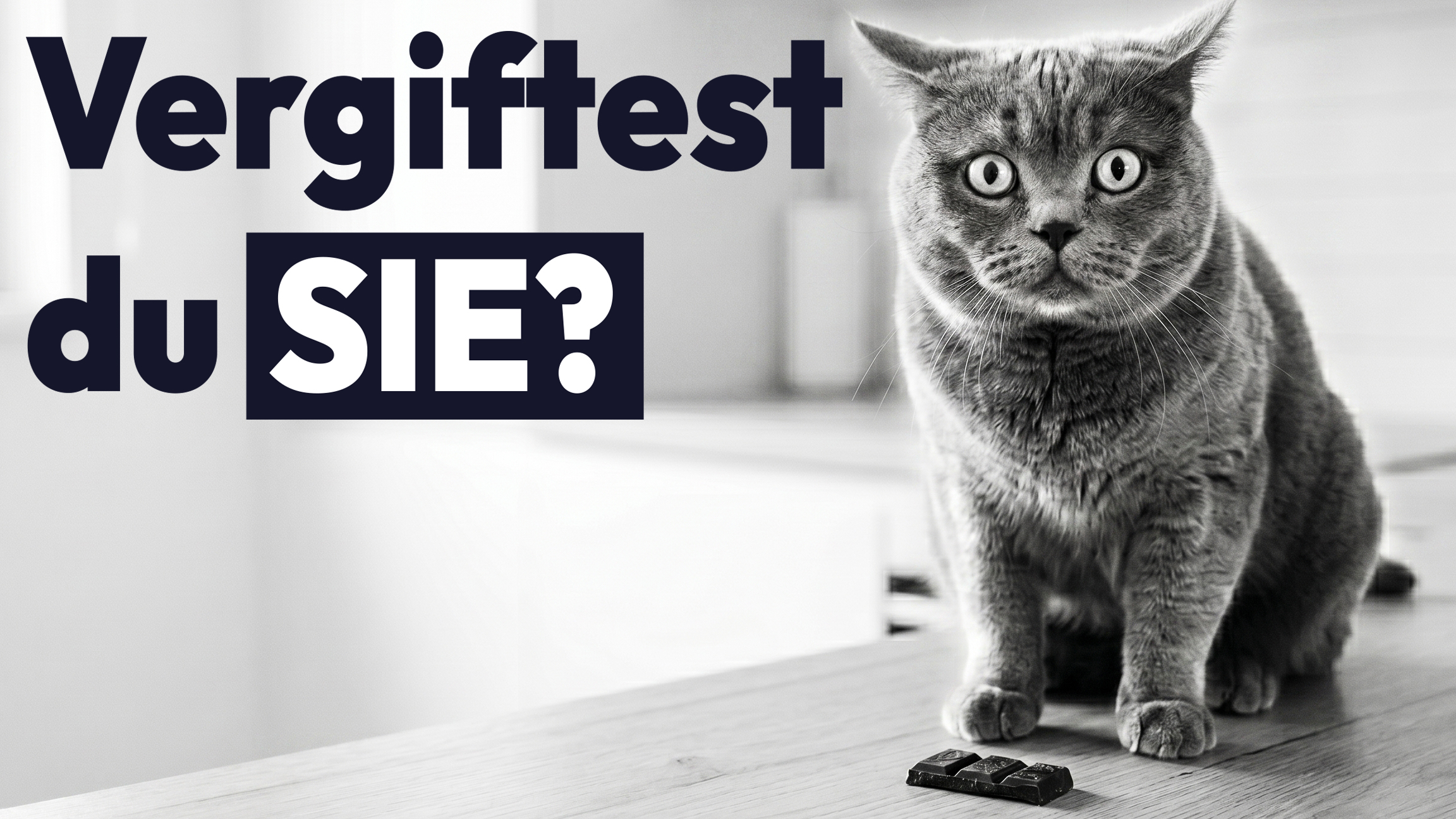 6 Lebensmittel, die deine Katze NIEMALS essen darf