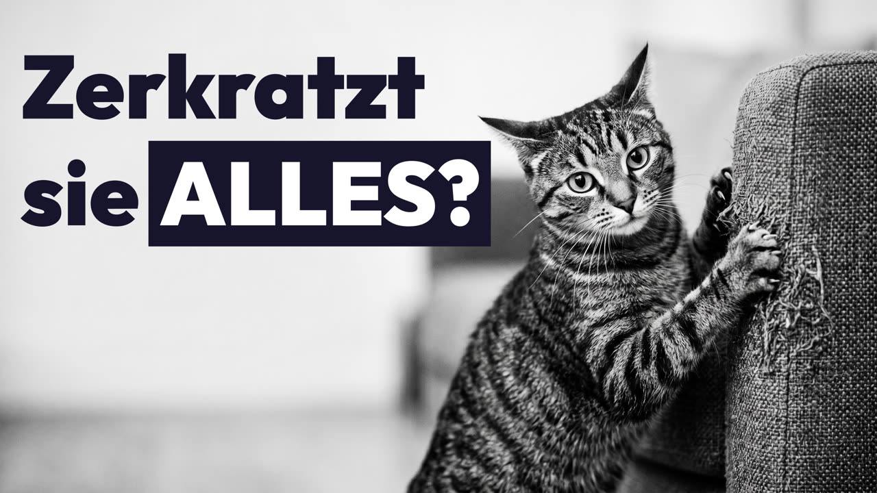 Warum kratzt deine Katze das Sofa? (Es ist KEIN Trotz)
